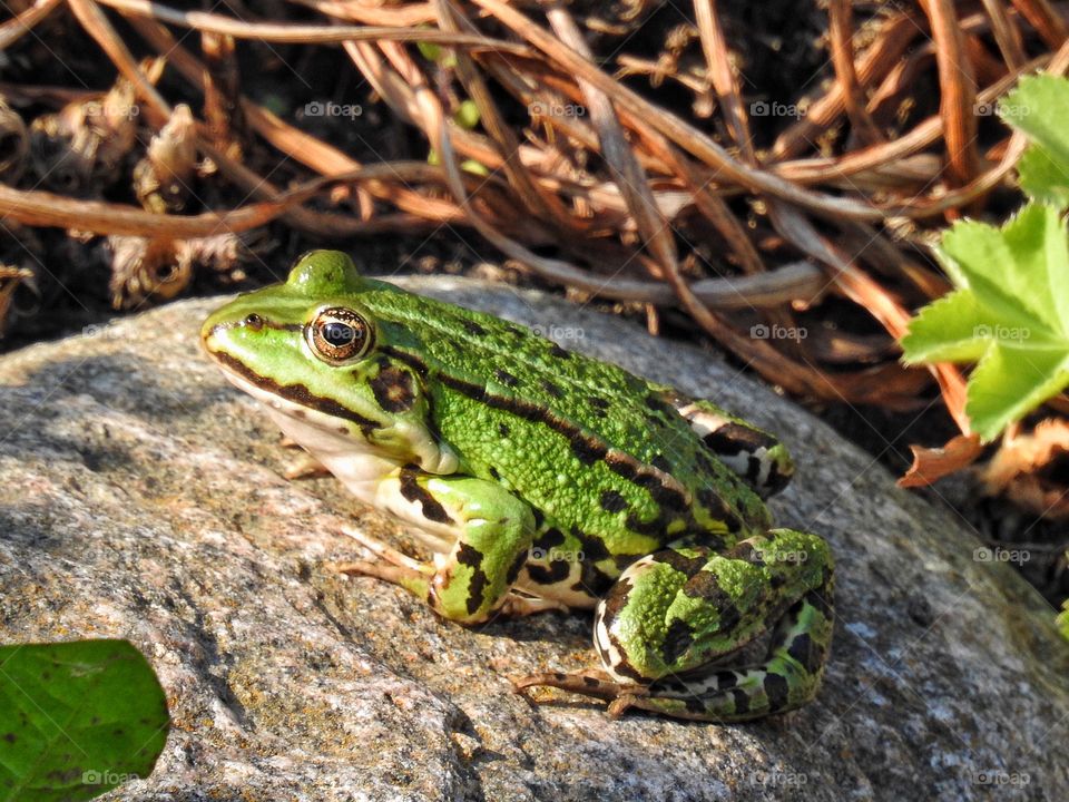 Green frog sitting on rock