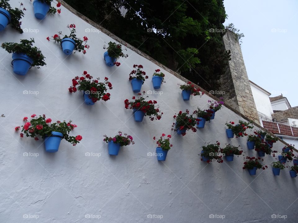 Flowers at the wall