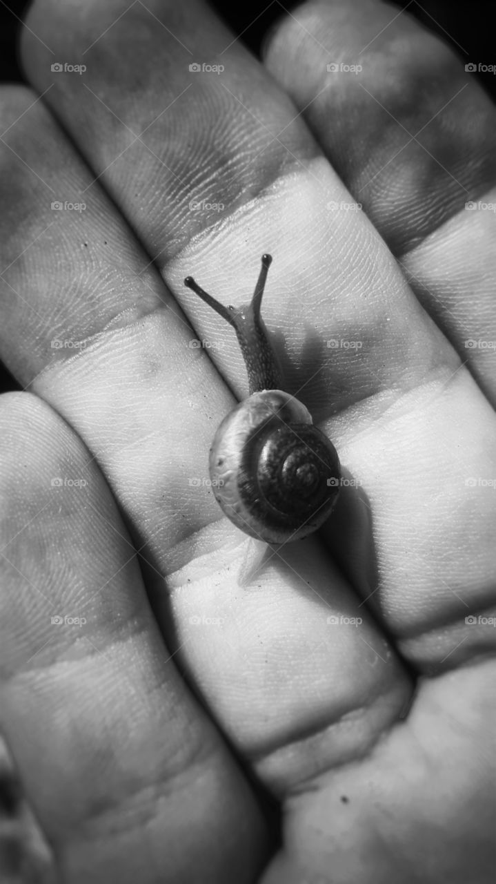 A snail in the hand