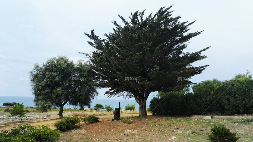 panorama con Cipresso