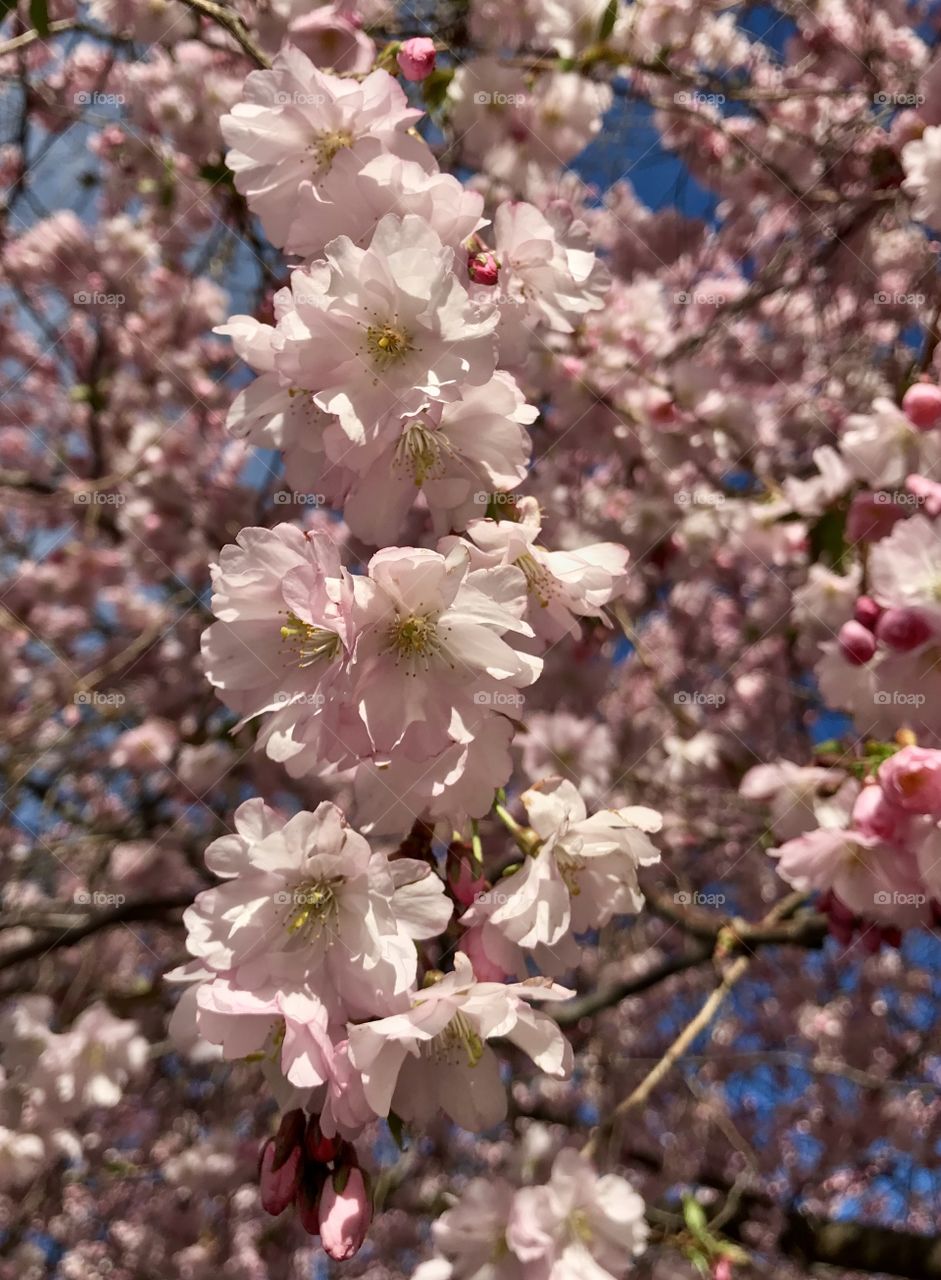 Cherry blossom