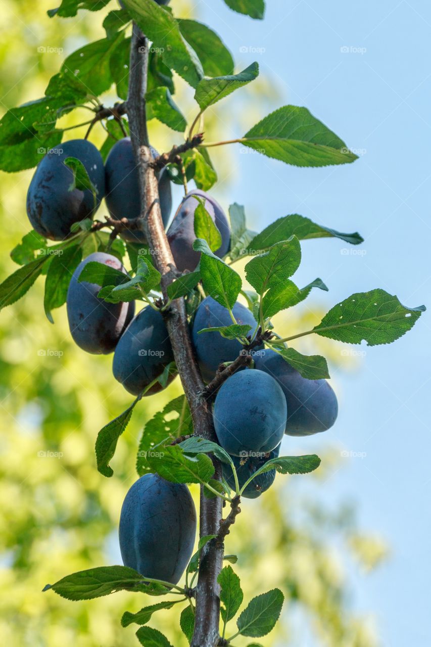 Plums on a tree