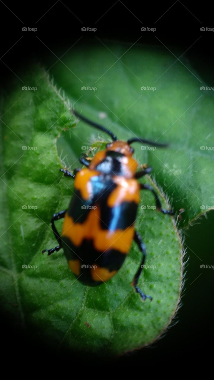 The milkweed leaf beetle is a species of beetle in the Chrysomelidae family.