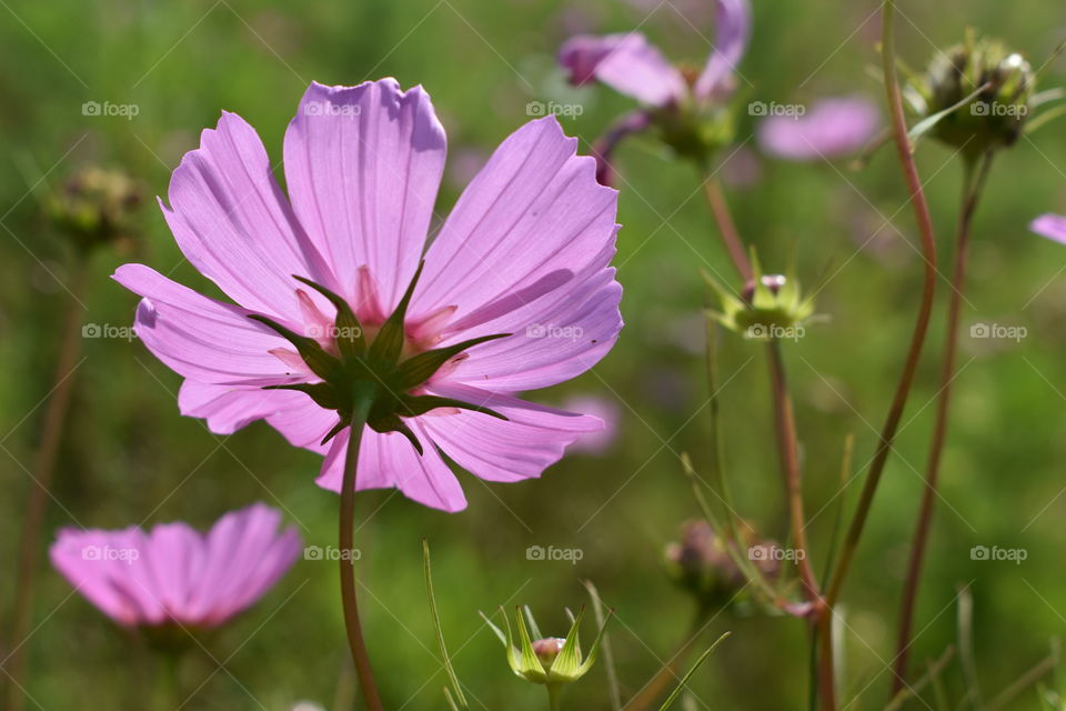 flower petal fauna Floral color field bloom Hilliard Ohio