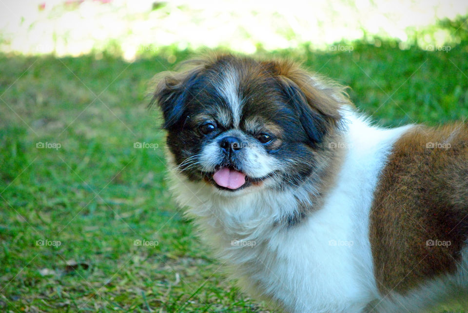 Pekingese Dog, smiling, happy to be outside