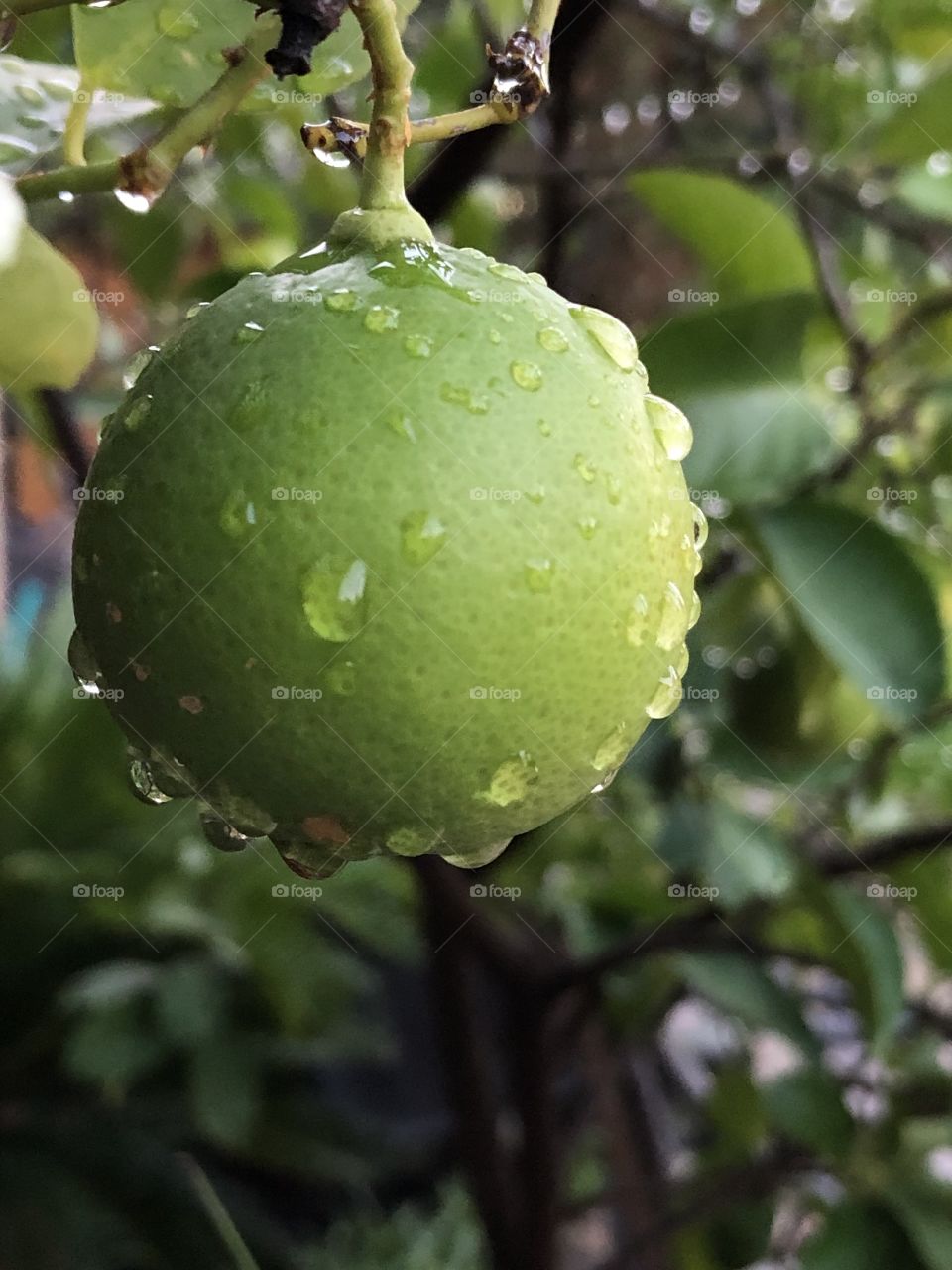 Rain-drenched Lime
