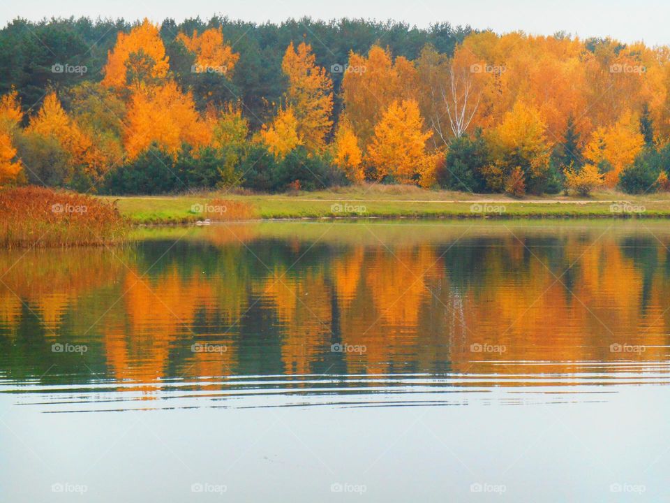 Autumn trees reflected on the surface of a lake