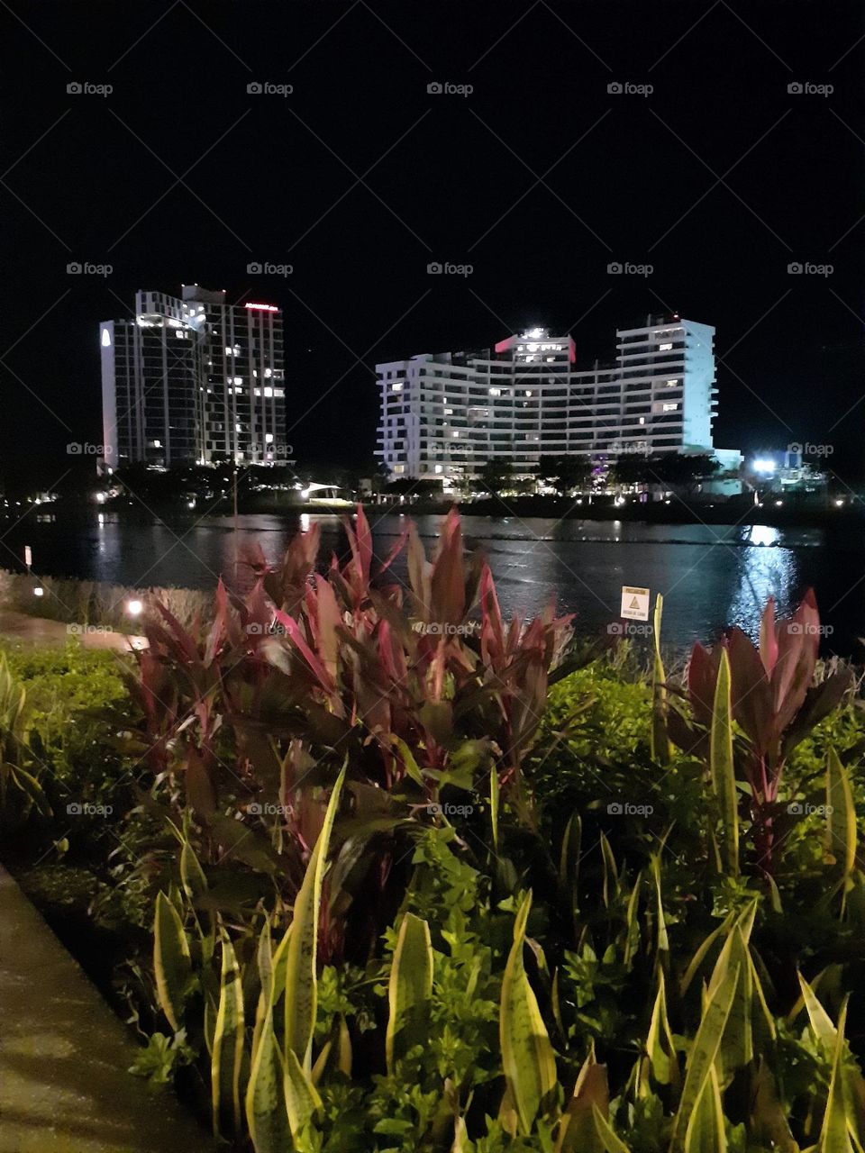 plantas en la ciudad de noche