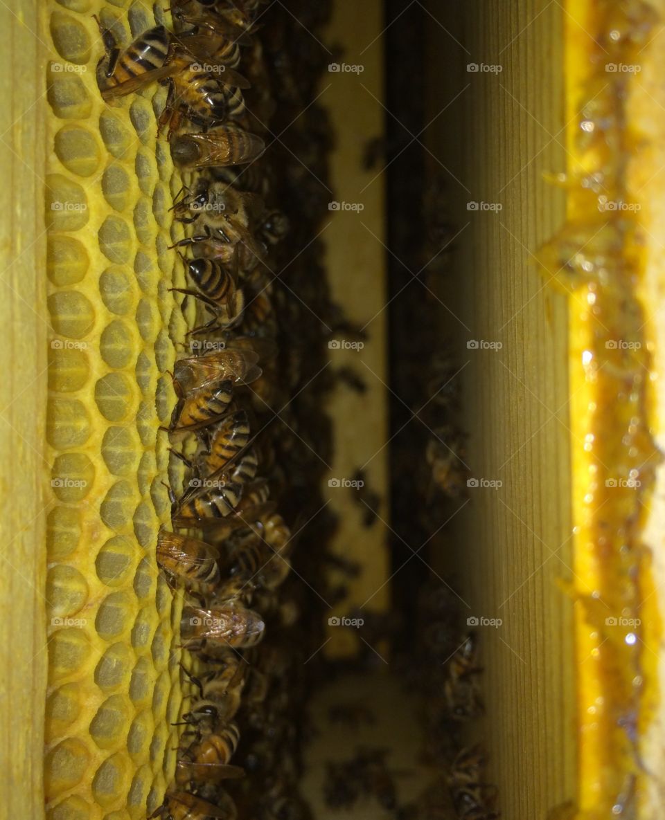 Inside the Hive