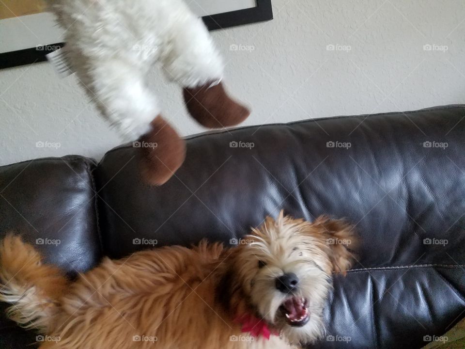 ACTION SHOT! MY PUPPY SAYS HALPY FRIDAY FROM SWFL😎🐾🐚🌴🍍🏝☀☀☀☀