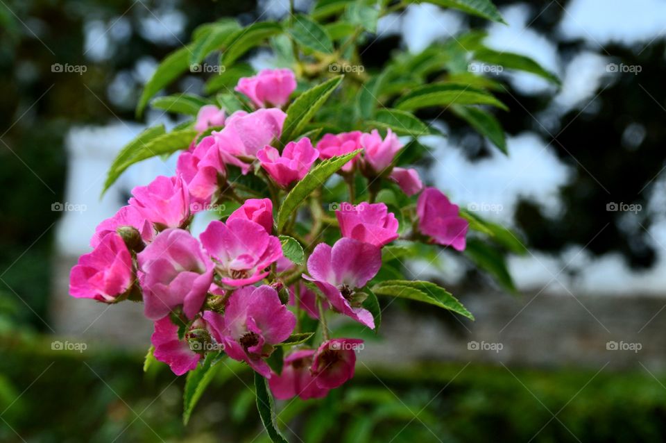 Flower rose