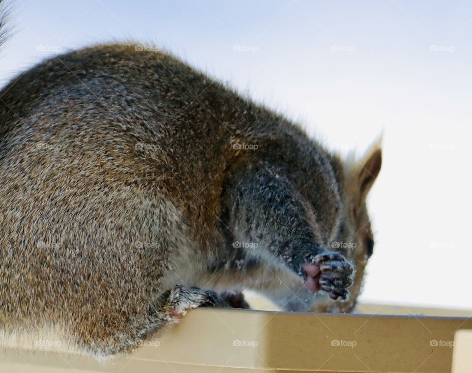 Darling squirrel in winter time! 