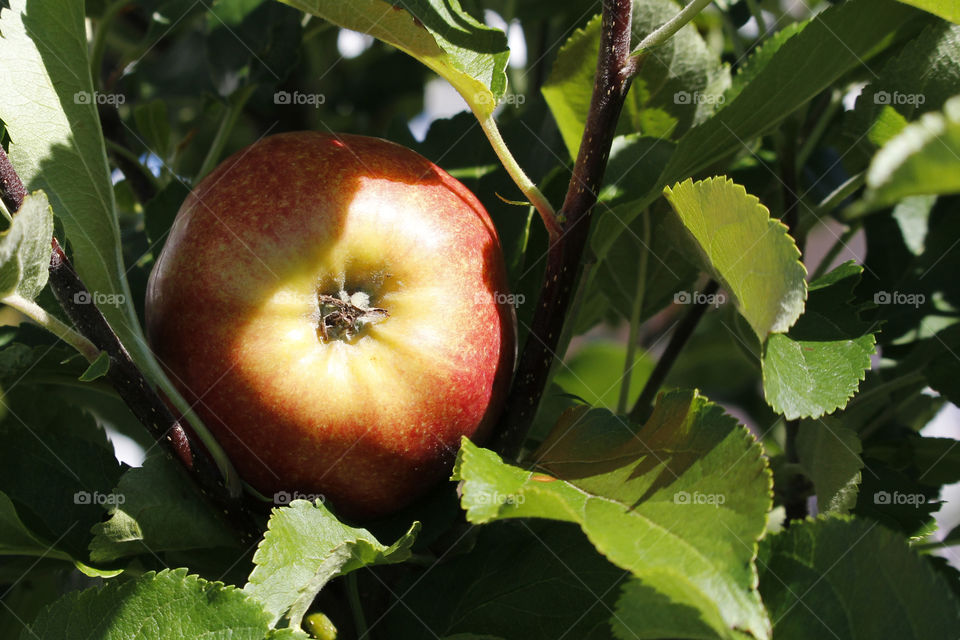 Sun shining on apple in the tree 