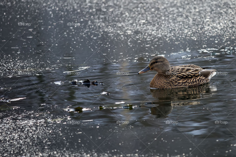 Female Mallard