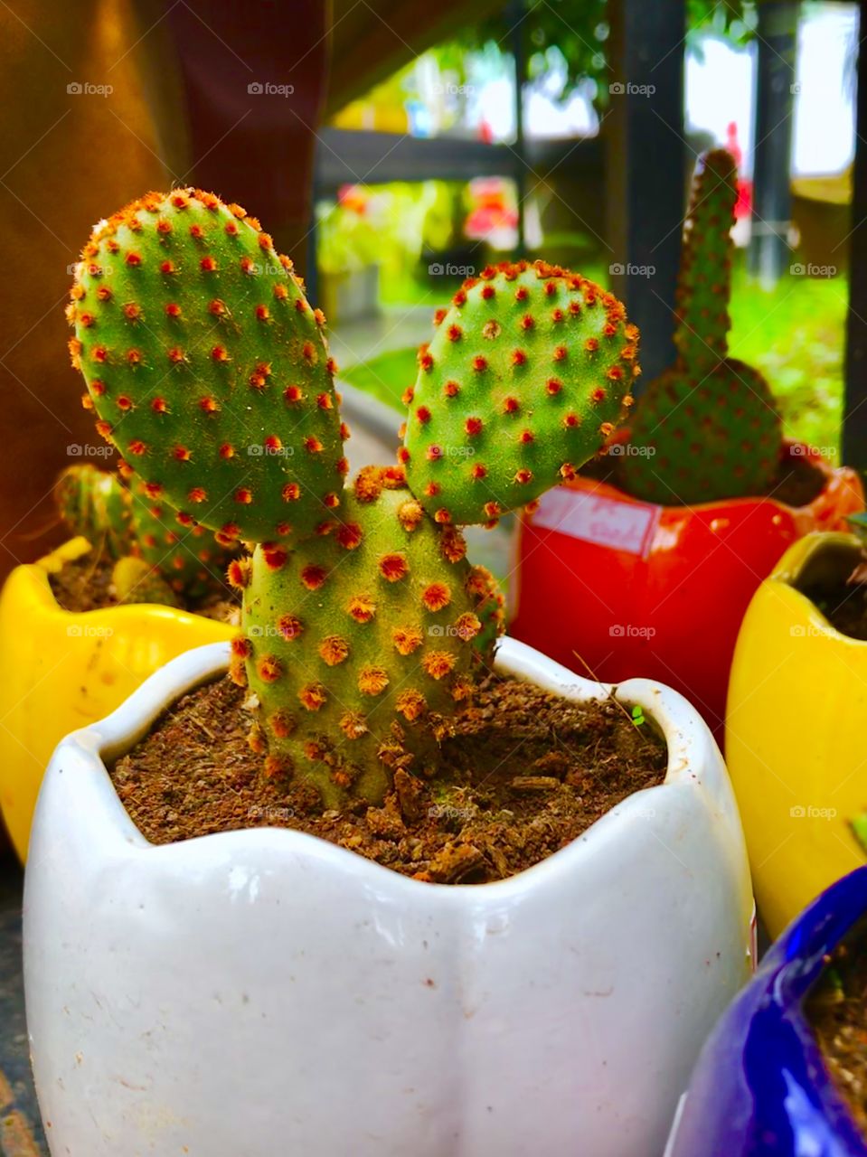 Cactus indoor plants 