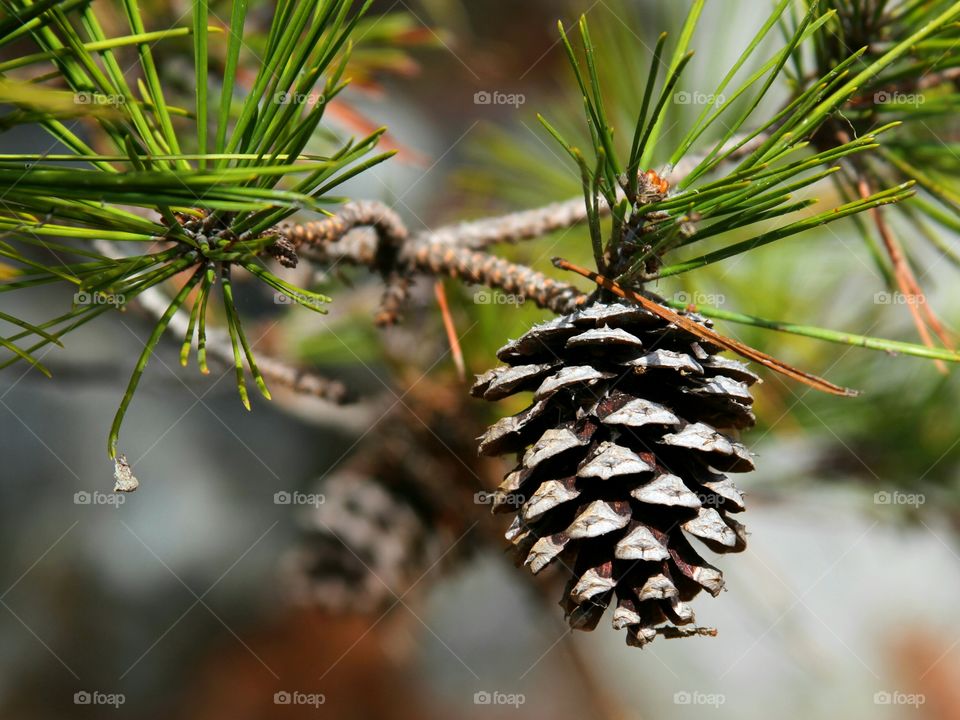 pine