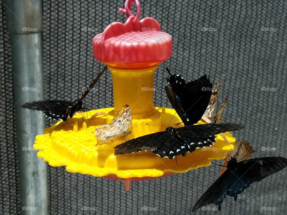 Butterfly Feeder