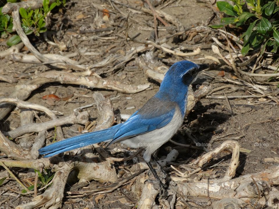 Western Scrub Jay