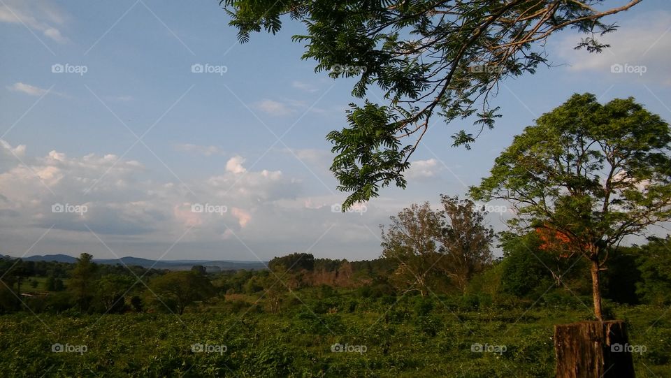 Tree, Landscape, No Person, Sky, Outdoors