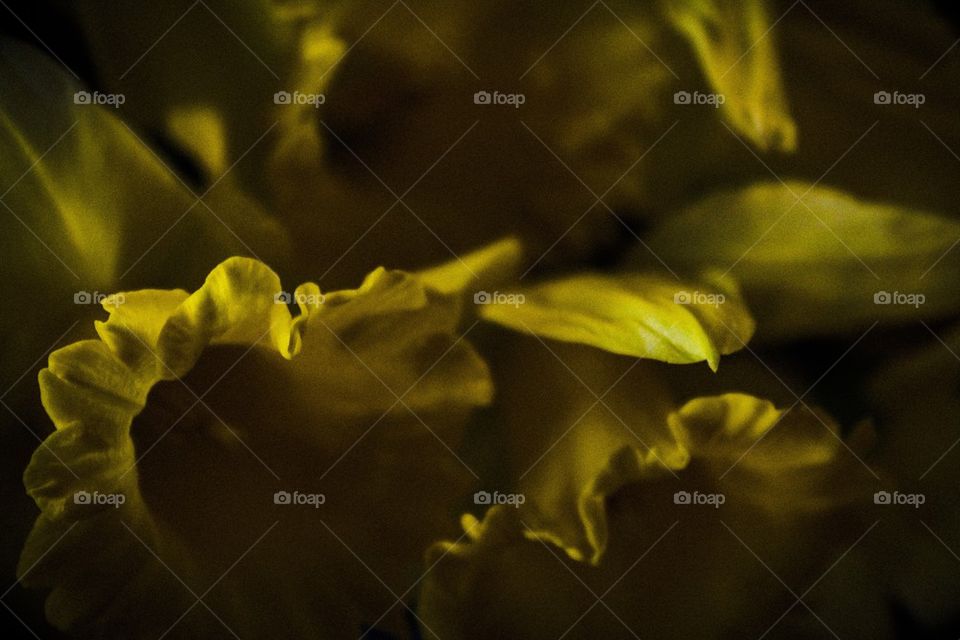 Daffodil edges