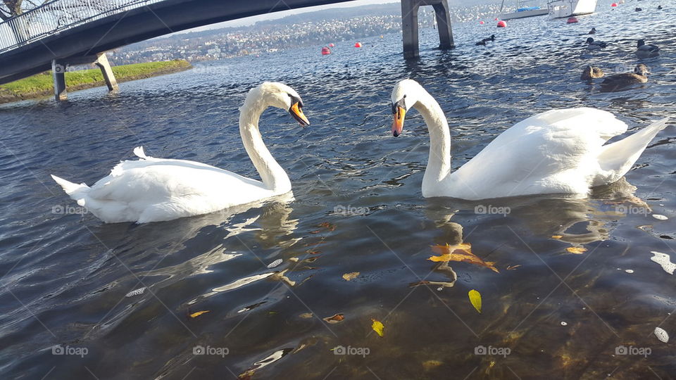 swan in love