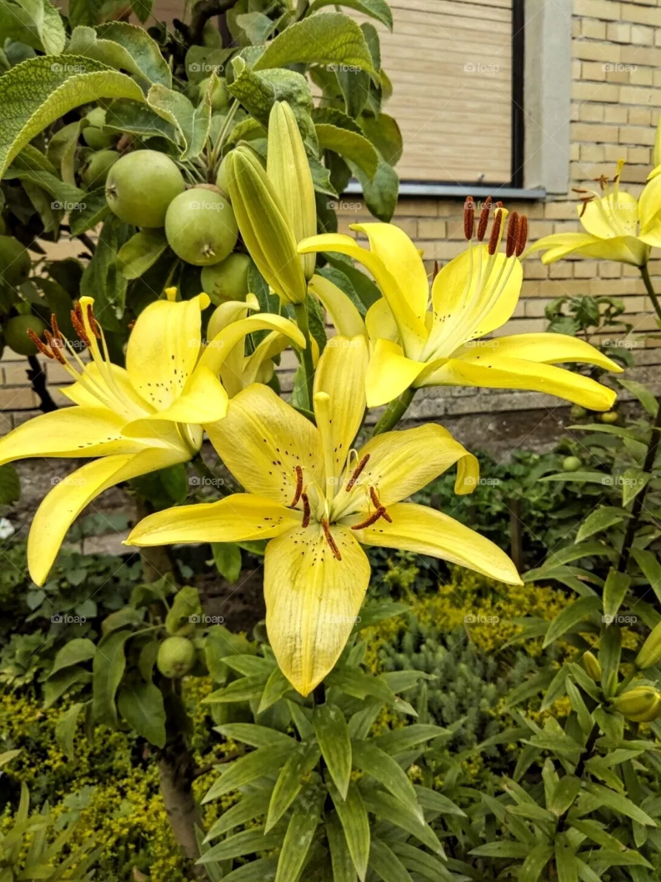 Lily