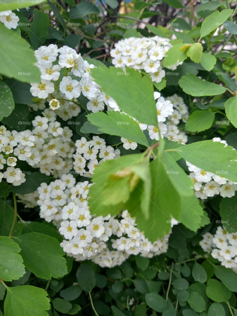 Green hero in the white story!