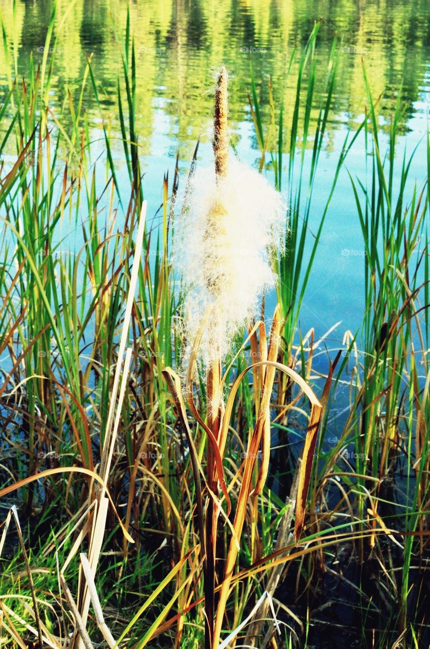 Cattail seed