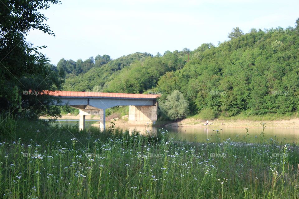 A spring flowers and forest landscape with water