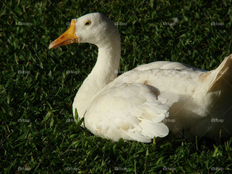 Beautiful swan