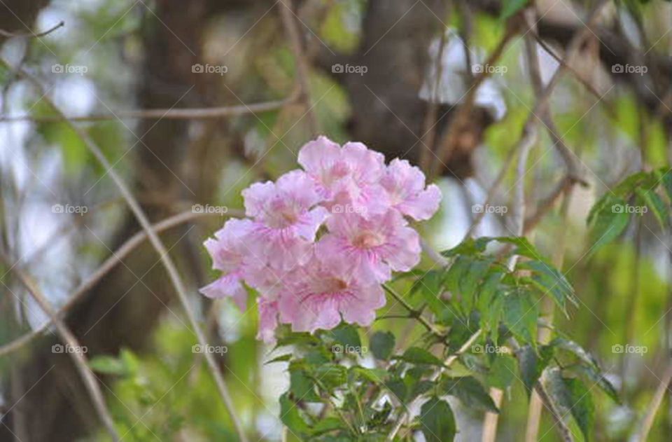 Flor rosa na cerca