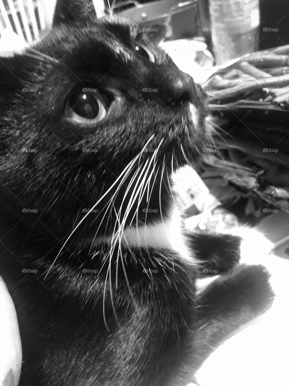 Staring with relaxing contentment and grace.