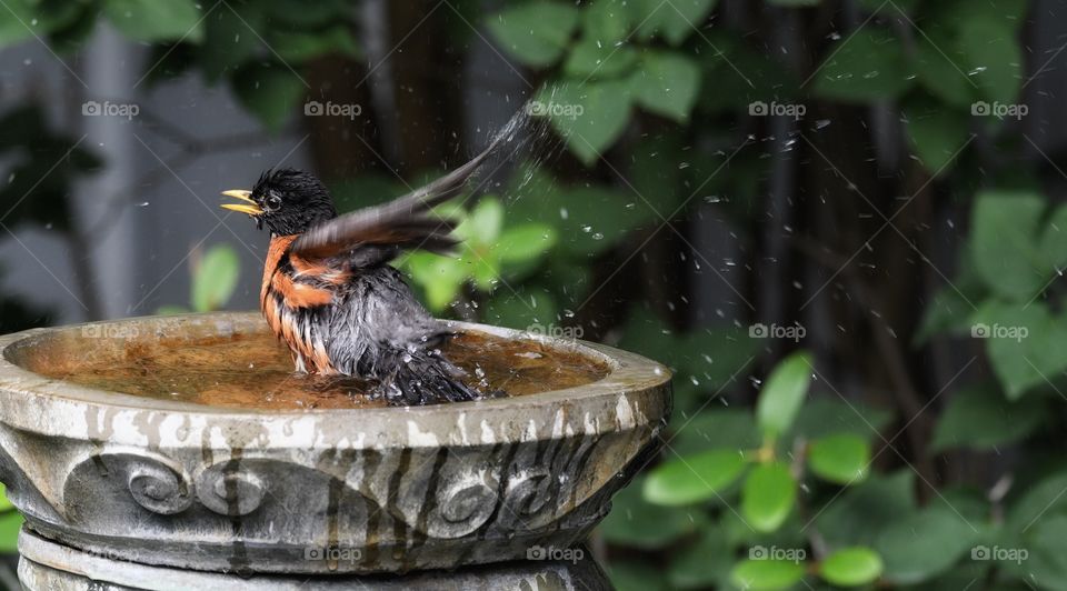 A very happy Robin. 