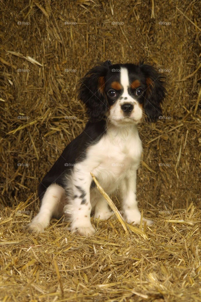 Cavalier King Charles Spaniel Puppy