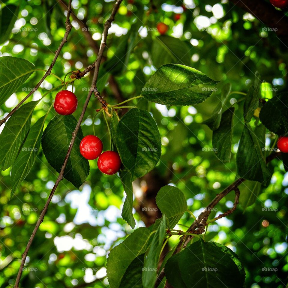 Fresh fruits