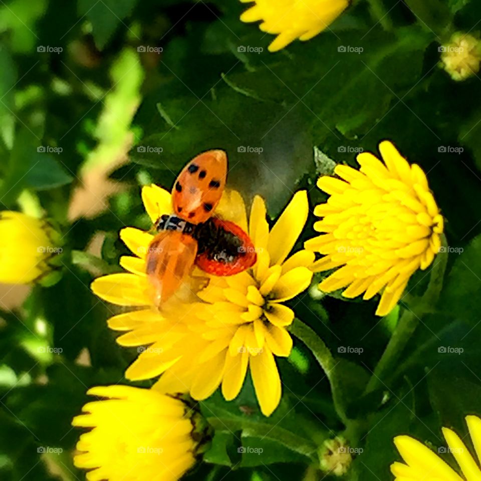 Ladybug taking flight 
