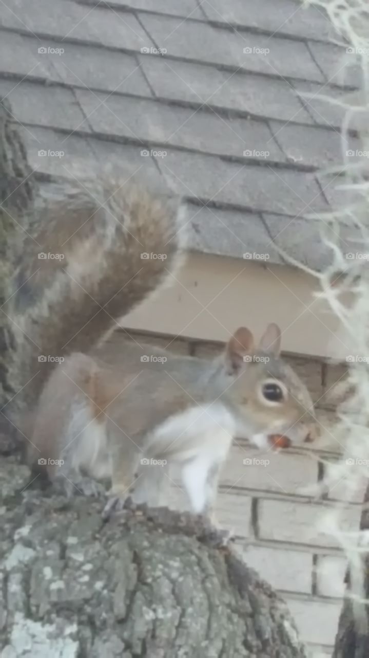 close up squirrel eating an acorn