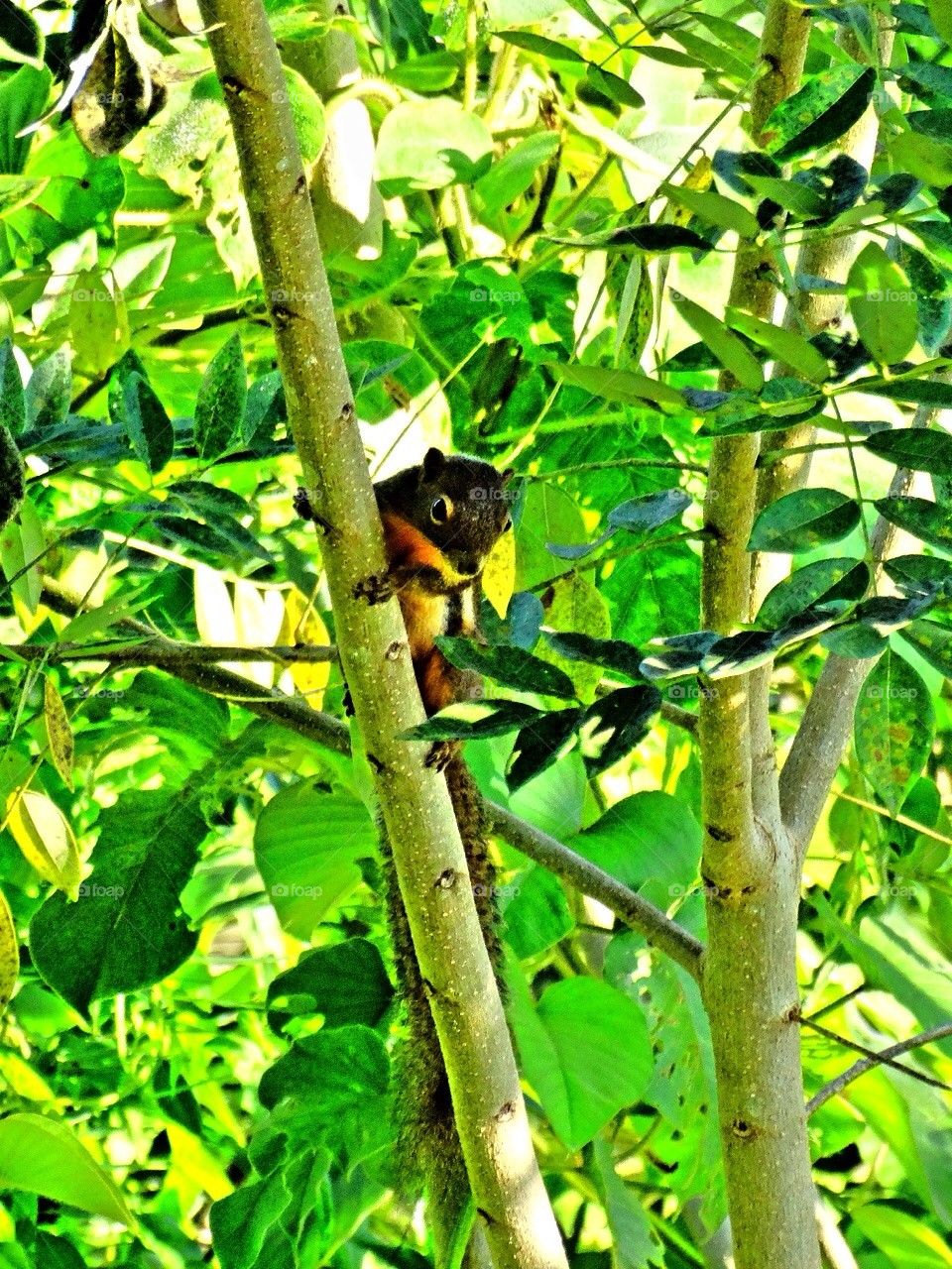 A squirrel in a village