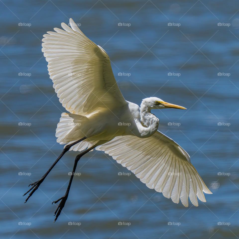Egret glife