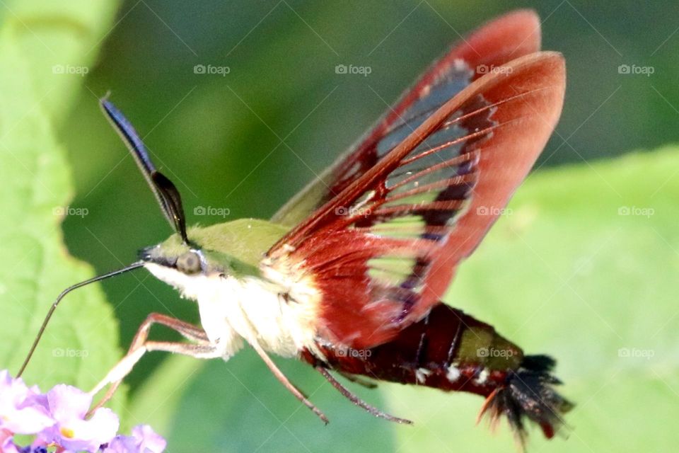 Hummingbird moth closeup 