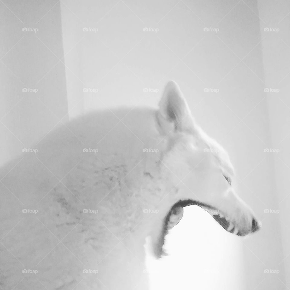 Husky yawn 