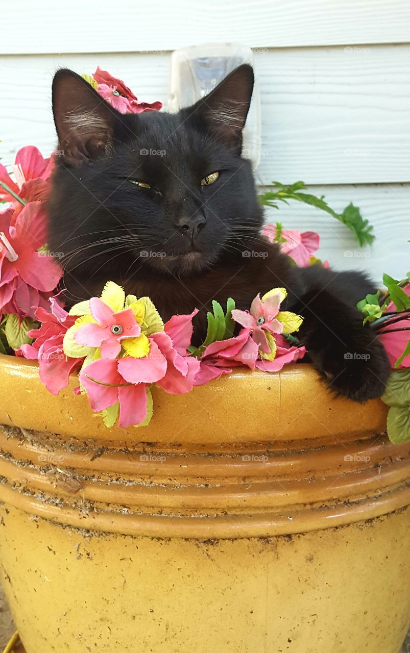 Bob in flower pot