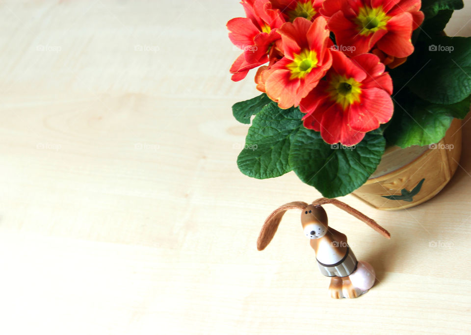 easter bunny and red primrose on a wooden table