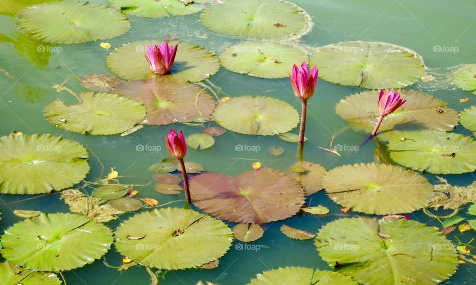 Vitória Régia Flowers 