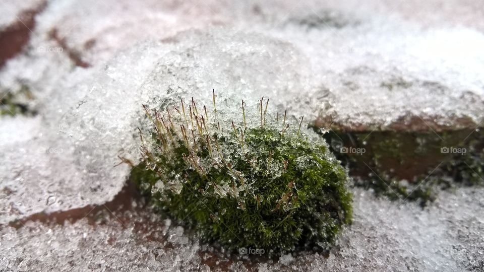 Frozen, moss