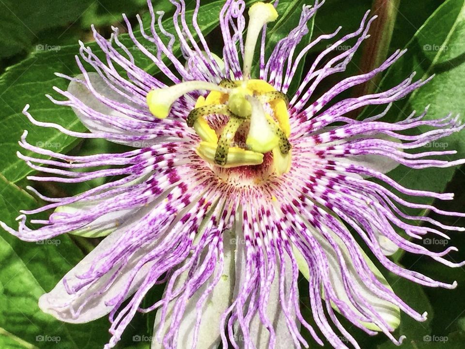 Purple passion flower bloom 
