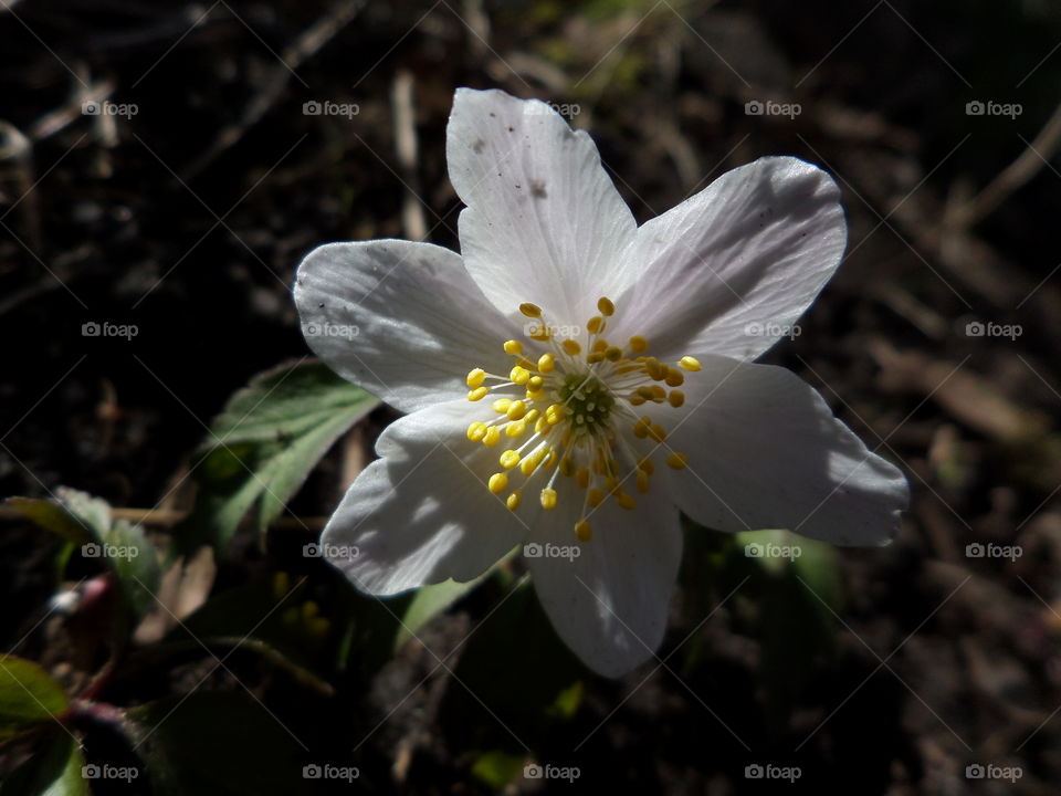 Anemone nemorosa. Wood-anemone / Vitsippa