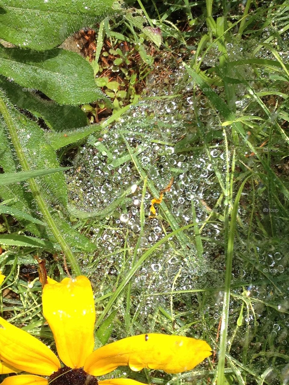 SPIDER WEB AFTER RAIN