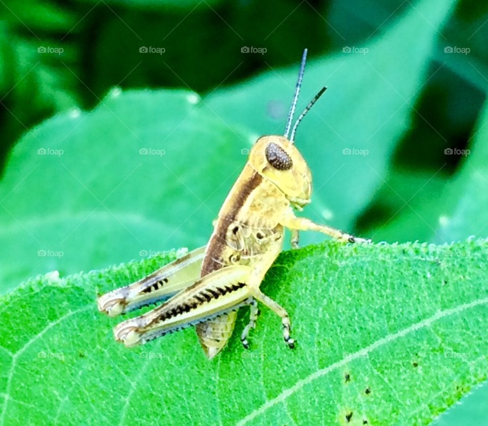 Local Wildlife, Missouri, 2016