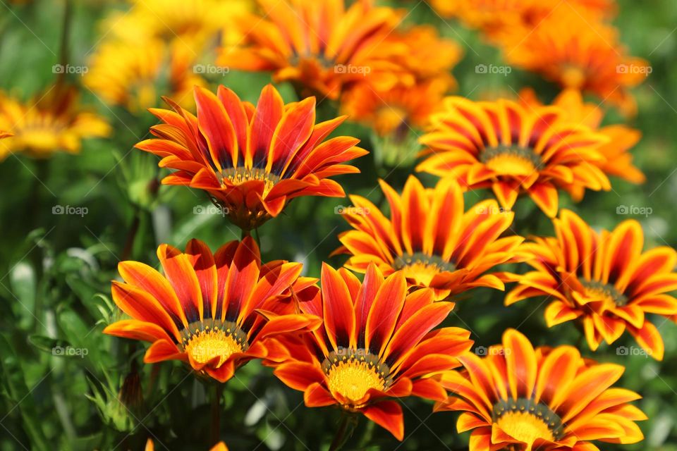 All colours of nature 